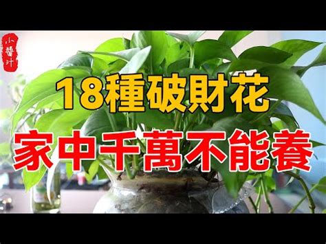 陽台植物招財|前陽台招財植物推薦：招財又美觀，打造財運旺盛的綠。